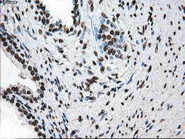 TTLL12 Antibody in Immunohistochemistry (Paraffin) (IHC (P))