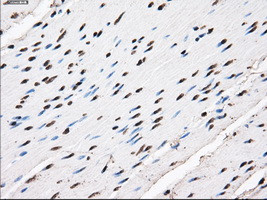 TTLL12 Antibody in Immunohistochemistry (Paraffin) (IHC (P))