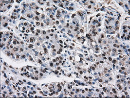 TTLL12 Antibody in Immunohistochemistry (Paraffin) (IHC (P))