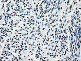 TTLL12 Antibody in Immunohistochemistry (Paraffin) (IHC (P))