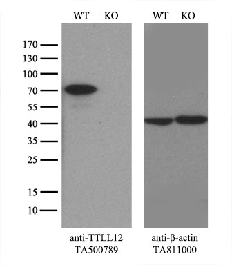 TTLL12 Antibody