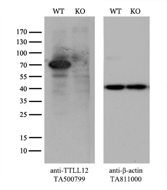 TTLL12 Antibody