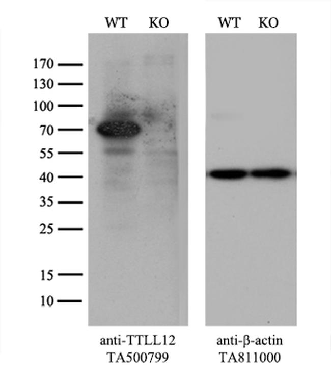 TTLL12 Antibody in Western Blot (WB)