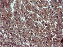 TUBA1B Antibody in Immunohistochemistry (Paraffin) (IHC (P))