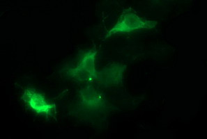 TUBB1 Antibody in Immunocytochemistry (ICC/IF)