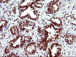 TUBB1 Antibody in Immunohistochemistry (Paraffin) (IHC (P))