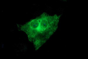 TUBB2B Antibody in Immunocytochemistry (ICC/IF)