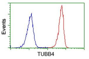 TUBB4 Antibody in Flow Cytometry (Flow)