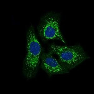 PTK9 Antibody in Immunocytochemistry (ICC/IF)