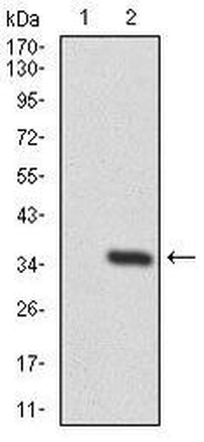 PTK9 Antibody in Western Blot (WB)