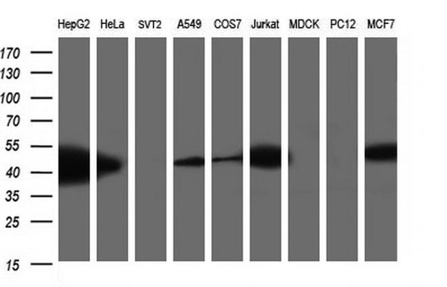 TXNDC5 Antibody in Western Blot (WB)