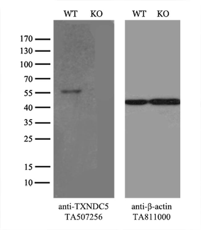 TXNDC5 Antibody in Western Blot (WB)