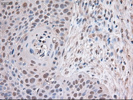 Trim33 Antibody in Immunohistochemistry (Paraffin) (IHC (P))