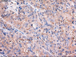 Trim33 Antibody in Immunohistochemistry (Paraffin) (IHC (P))