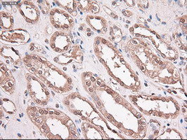 Trim33 Antibody in Immunohistochemistry (Paraffin) (IHC (P))