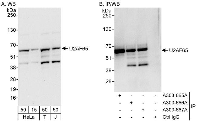 U2AF65 Antibody in Western Blot (WB)