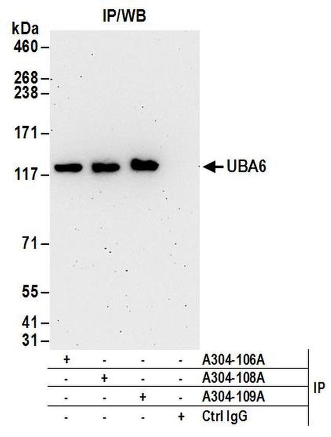 UBA6 Antibody in Western Blot (WB)