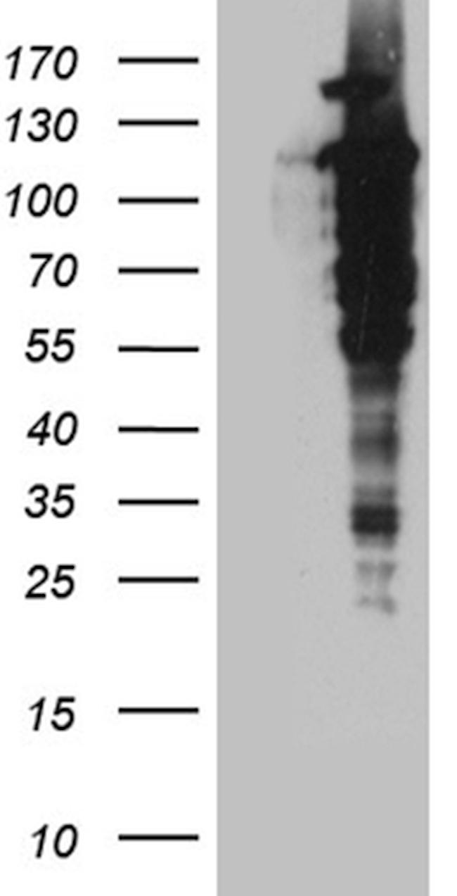 UBA7 Antibody in Western Blot (WB)