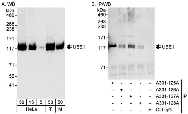 UBE1 Antibody in Western Blot (WB)