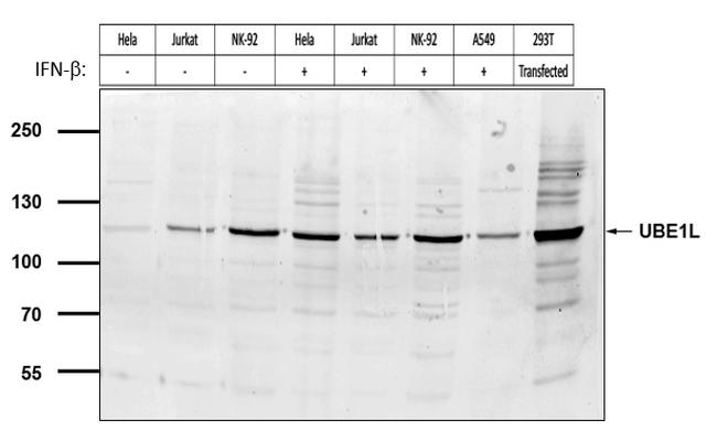 UBE1L Antibody in Western Blot (WB)