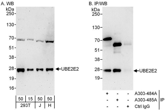 UBE2E2 Antibody in Western Blot (WB)