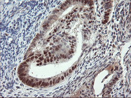 UBE2E3 Antibody in Immunohistochemistry (Paraffin) (IHC (P))