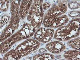 UBE2G2 Antibody in Immunohistochemistry (Paraffin) (IHC (P))