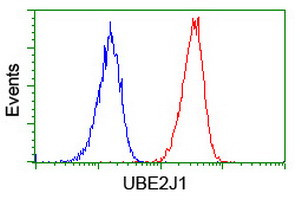 UBE2J1 Antibody in Flow Cytometry (Flow)