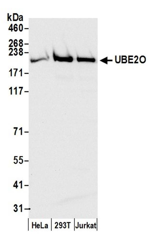 UBE2O Antibody in Western Blot (WB)