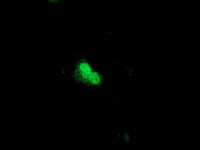 UBL4A Antibody in Immunocytochemistry (ICC/IF)