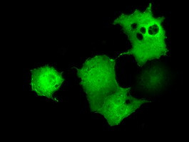 UBXN10 Antibody in Immunocytochemistry (ICC/IF)