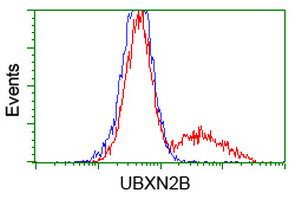 UBXN2B Antibody in Flow Cytometry (Flow)