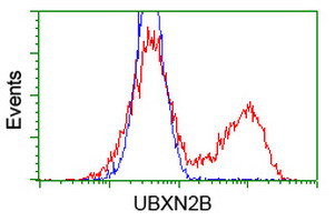 UBXN2B Antibody in Flow Cytometry (Flow)