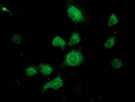 UBXN2B Antibody in Immunocytochemistry (ICC/IF)