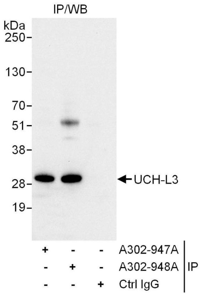 UCH-L3 Antibody in Immunoprecipitation (IP)