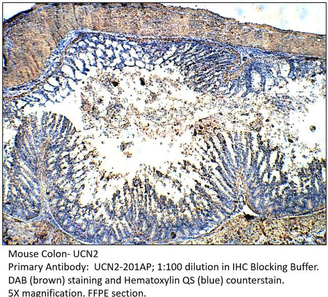 UCN2 Antibody in Immunohistochemistry (Paraffin) (IHC (P))