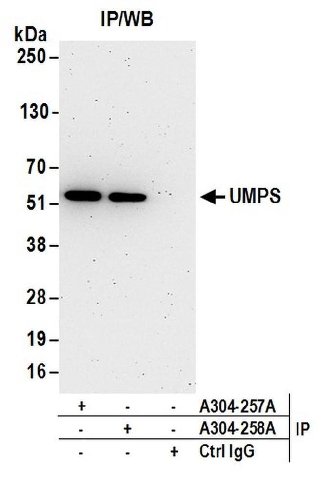 UMPS Antibody in Western Blot (WB)