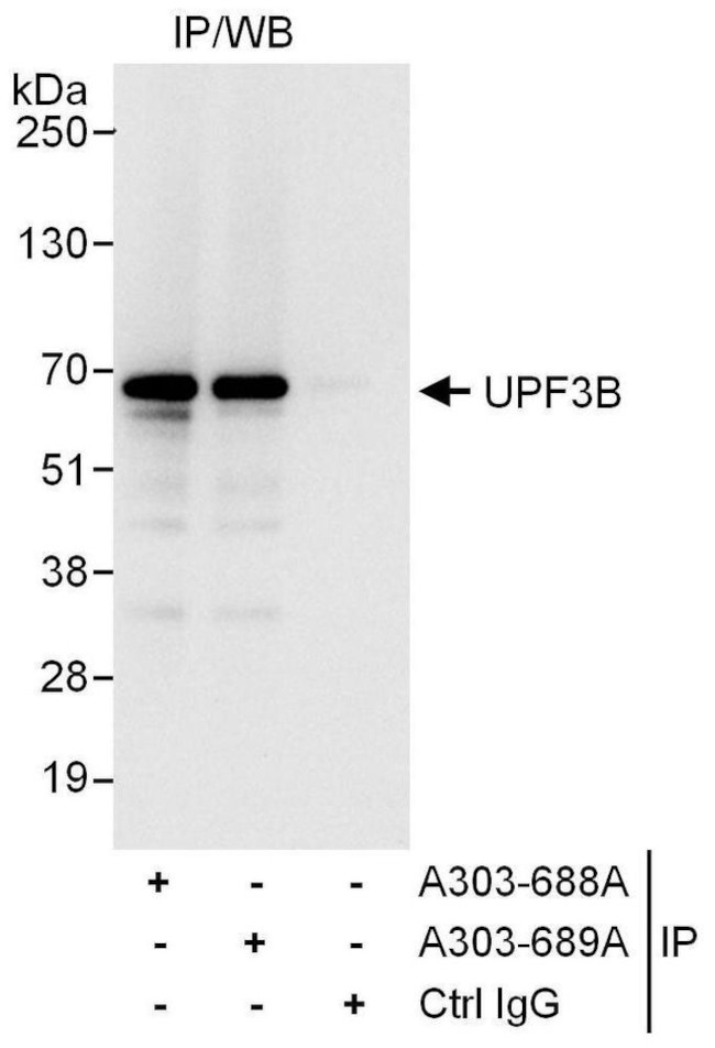 UPF3B Antibody in Immunoprecipitation (IP)