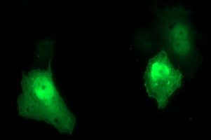 UPRT Antibody in Immunocytochemistry (ICC/IF)