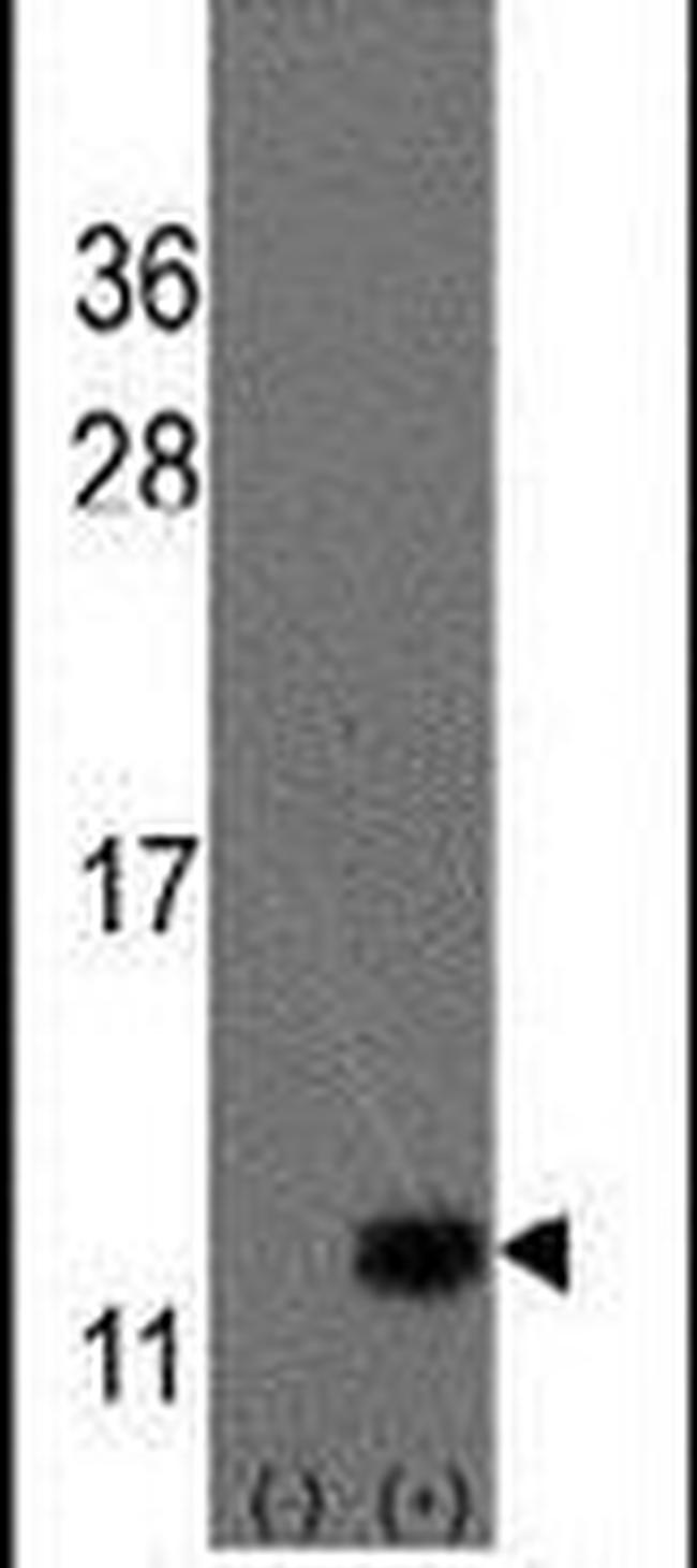 URM1 Antibody in Western Blot (WB)