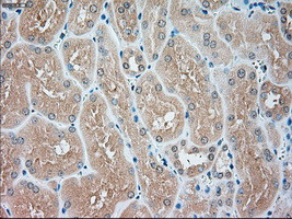 USP13 Antibody in Immunohistochemistry (Paraffin) (IHC (P))