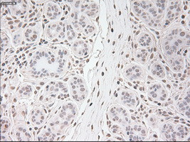 USP13 Antibody in Immunohistochemistry (Paraffin) (IHC (P))