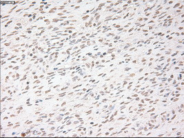 USP13 Antibody in Immunohistochemistry (Paraffin) (IHC (P))