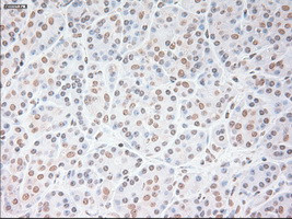 USP13 Antibody in Immunohistochemistry (Paraffin) (IHC (P))