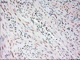 USP13 Antibody in Immunohistochemistry (Paraffin) (IHC (P))