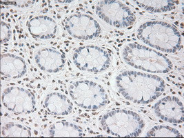 USP13 Antibody in Immunohistochemistry (Paraffin) (IHC (P))