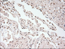 USP13 Antibody in Immunohistochemistry (Paraffin) (IHC (P))