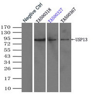 USP13 Antibody in Immunoprecipitation (IP)