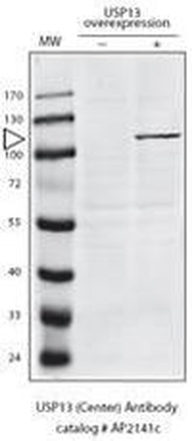 USP13 Antibody in Western Blot (WB)