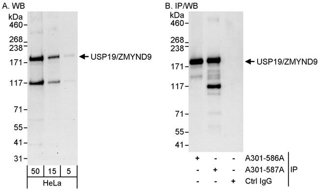 Usp19zmynd9 Polyclonal Antibody A301 587a 6955